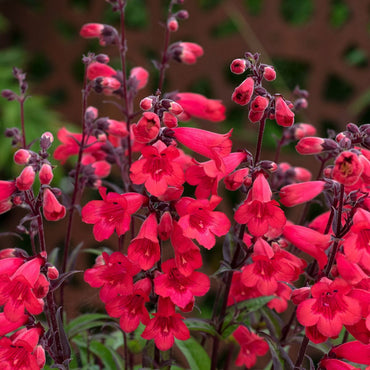 Red Penstemon Flower seeds for Planting - Long Bloom Season, Heirloom & GMO Free Seeds for Home Garden