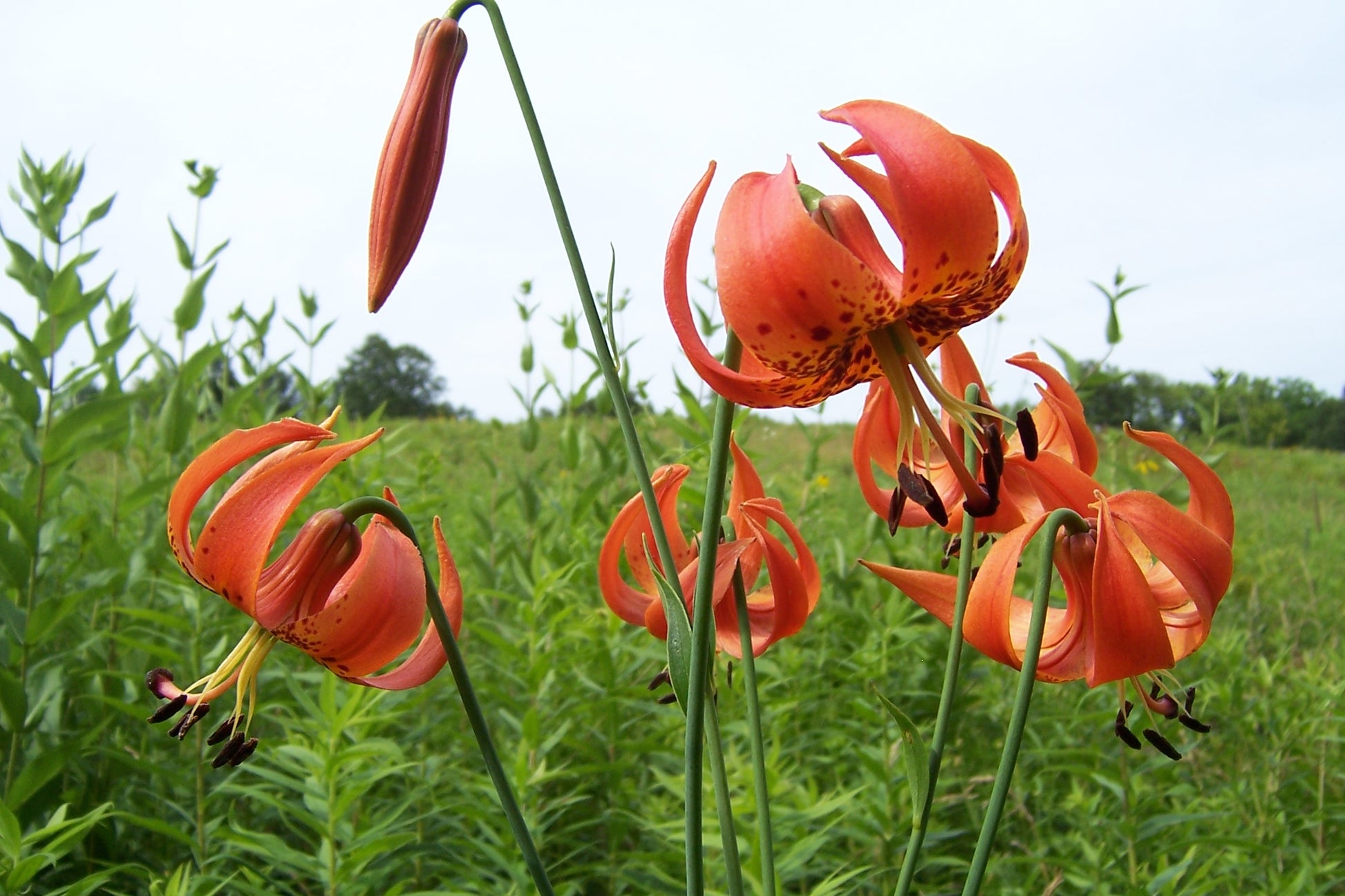 Turk's Cap Lily Flower Seeds for Planting – Heirloom, Non-GMO, Easy to – Pure Asia Seeds