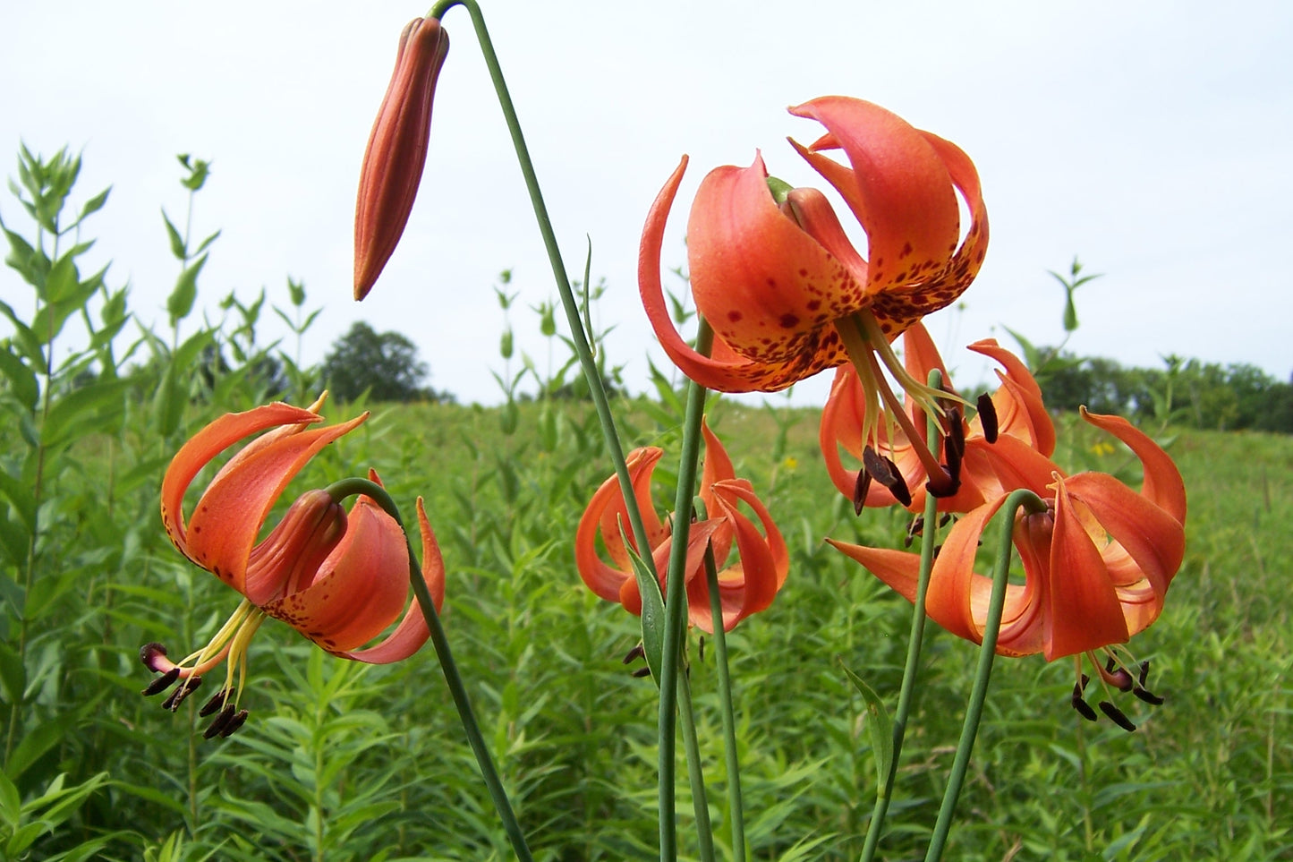 Turk's Cap Lily Flower Seeds