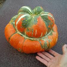 Turks Turban Vegetable Seeds for Unique Gourd Cultivation - Seed for Creative Gardening and Distinctive Harvests
