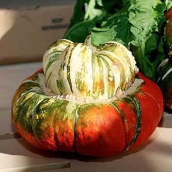 Turks Turban Vegetable Seeds For Unique Gourd Cultivation Seed For Creative Gardening And Distinctive Harvests heirloom non-gmo organic garden seeds