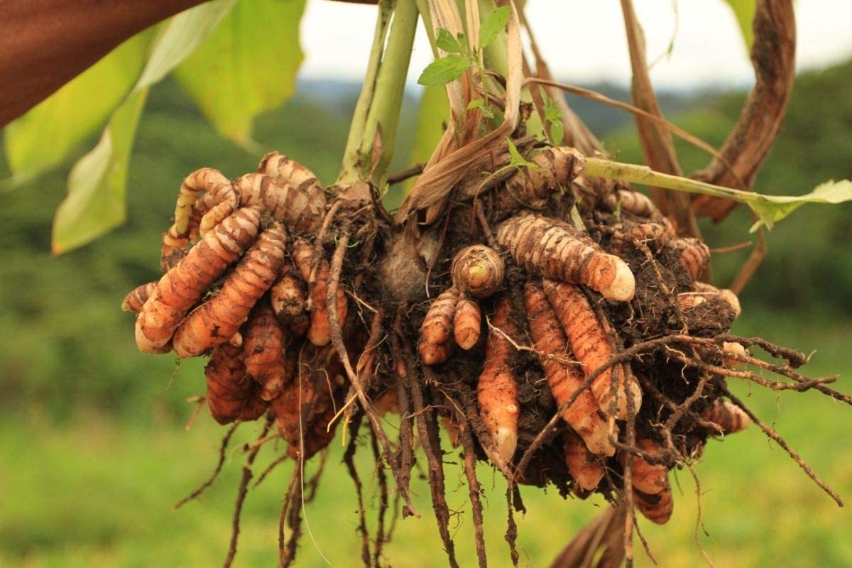 Turmeric Root Planting Seeds for Healing