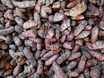 Turmeric Root Planting Seeds For Healing heirloom non-gmo organic garden seeds
