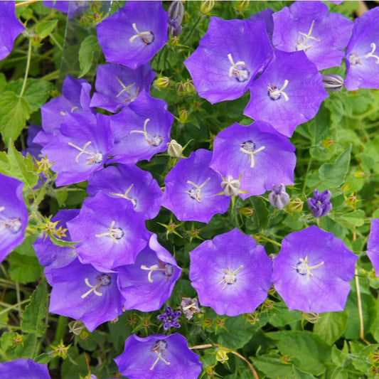 Campanula Carpatica Blue Flower Seeds