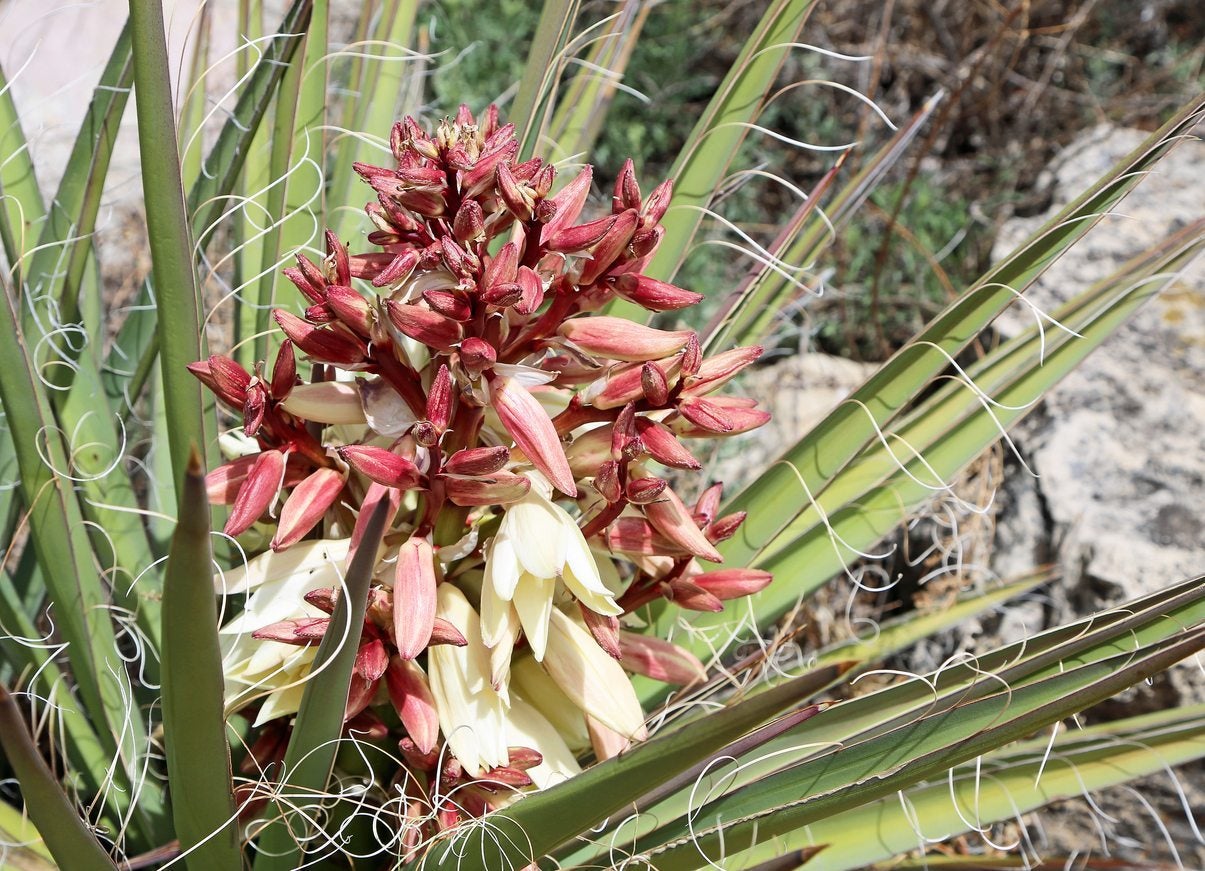 Banana Yucca Fruit Seeds