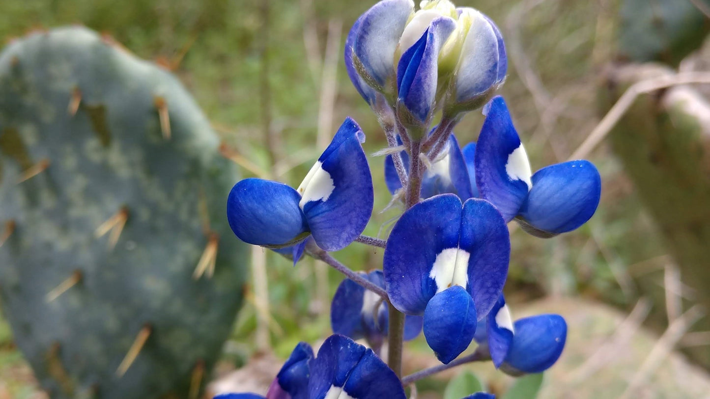 Texas Bluebonnet Flower Seeds