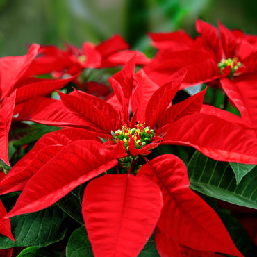 Poinsettia Flower seeds for Planting - Long Bloom Season, Heirloom & GMO Free Seeds for Home Garden