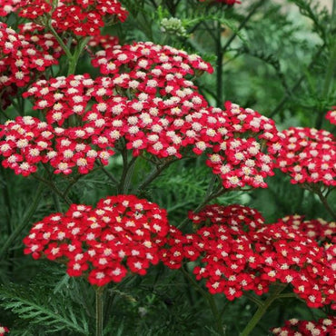 Achillea 'Colorado Red' Seeds - Rich Red Perennial with Bold Flower Clusters