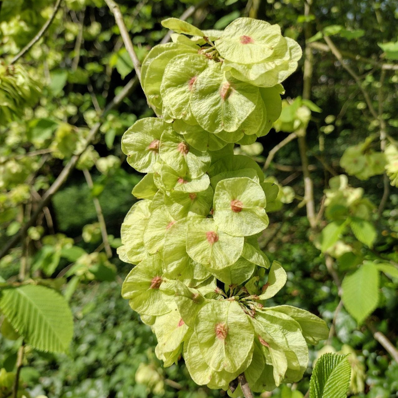 Ulmus Parvifolia Fruchtsamen