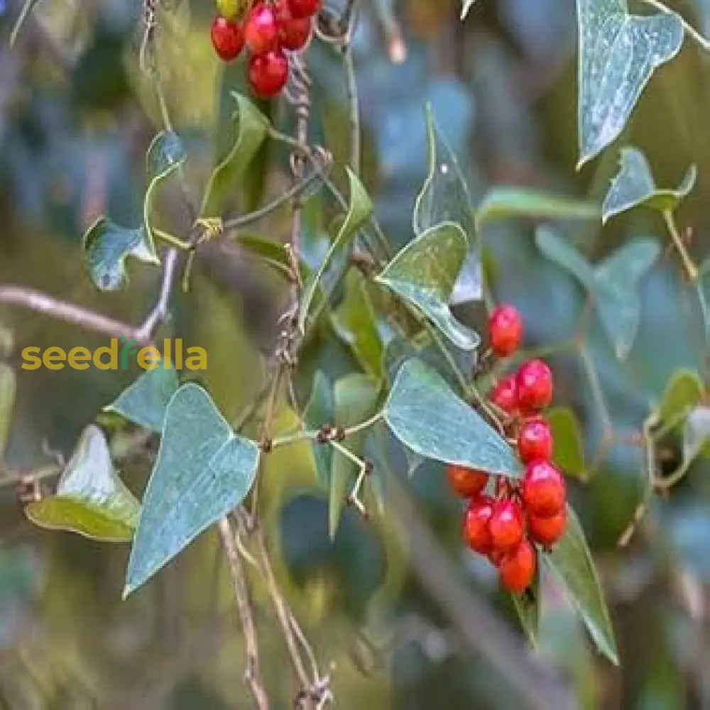 Sarsaparilla Nostrana Seeds for Planting Grow Unique Fruit in Your Garden