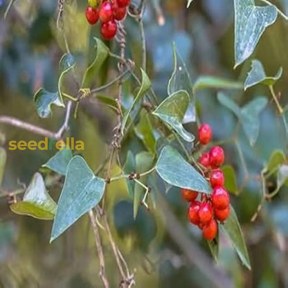 Sarsaparilla Nostrana Seeds for Planting Grow Unique Fruit in Your Garden