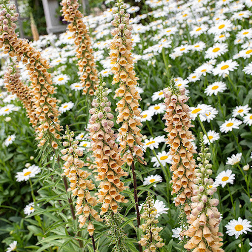 Rusty Foxglove Flower Seeds