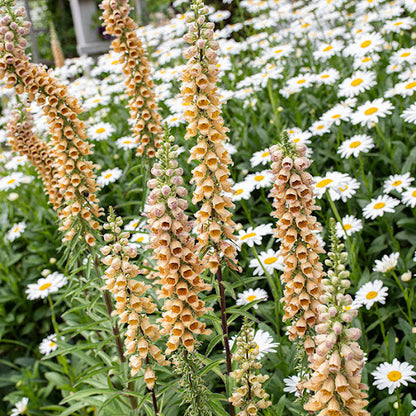 Rusty Foxglove Flower Seeds