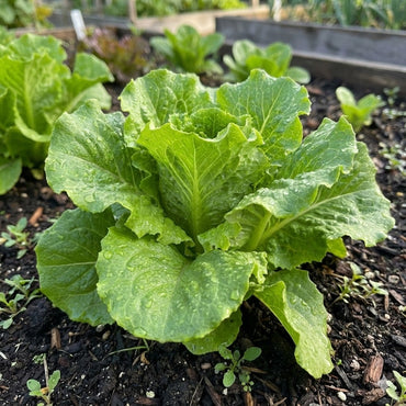 Lettuce Lactuca sativa Tree Seeds for Planting in Urban Garden and Home Garden