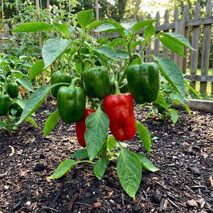 Pepper Capsicum annuum Vegetable Seeds for Planting in Vegetable Patch and Garden