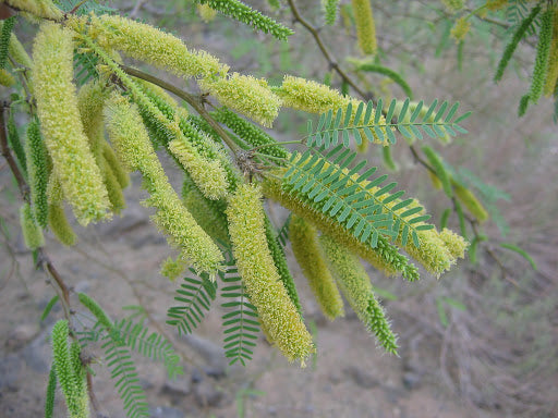 Prosopis Glandulosa Herb Seeds