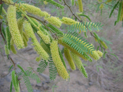 Prosopis Glandulosa Herb Seeds