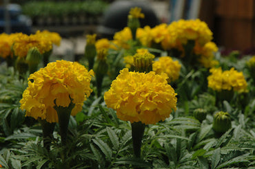 French Marigold 'Safari Yellow' – Bright & Cheerful Garden Flower