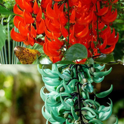 Jade Vine Flower Seeds