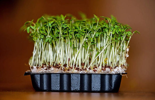 Upland Cress Barbarea Verna American Land Cress Creasy Vegetable Herb Seeds heirloom non-gmo organic garden seeds