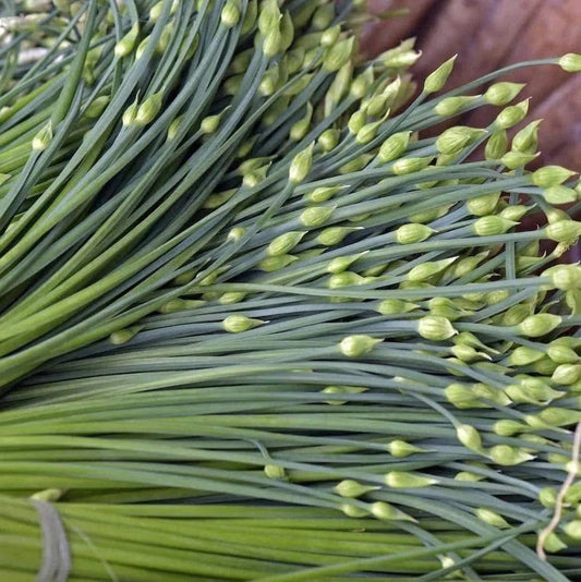 Chive Herb Seeds
