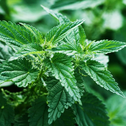 Stinging Nettle (Urtica dioica) Seeds