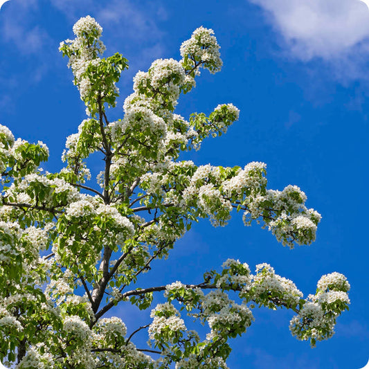Ussurian Pear Pyrus Ussuriensis Seeds heirloom non-gmo organic garden seeds
