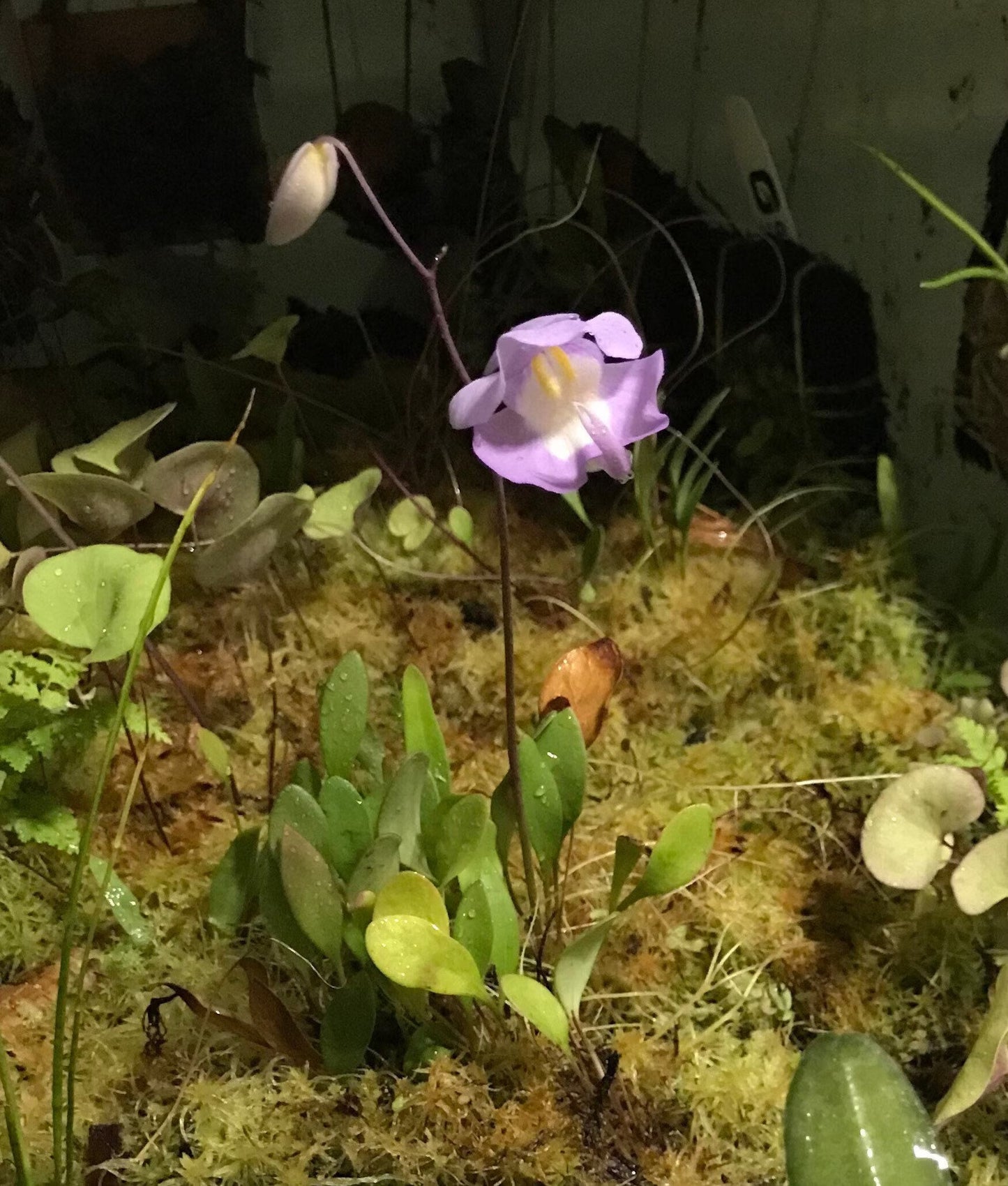 Utricularia Arenaria Carnivorous Plant