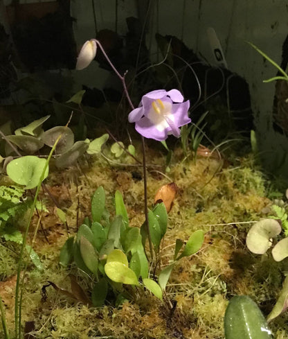 Utricularia Arenaria Carnivorous Plant
