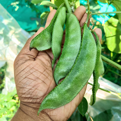 Bangladeshi Hyacinth Bean Vegetable Seeds