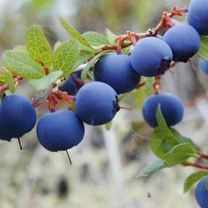 Wild Blueberry Vaccinium angustifolium Seeds for Planting in Edible Gardens