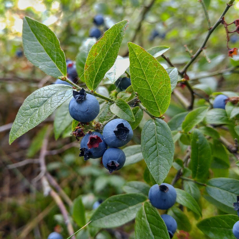 Low-Bush Wild Blueberry (Vaccinium angustifolium) Seeds