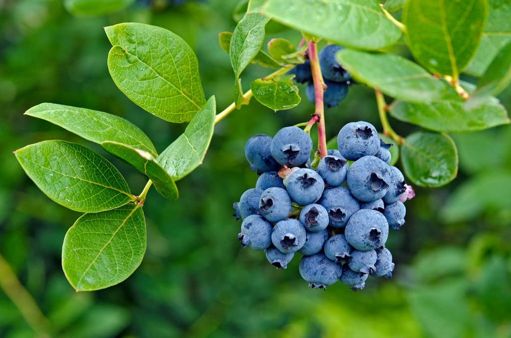 Blueberry Fruit Seeds for Planting Vaccinium Corymbosum berry patch home garden
