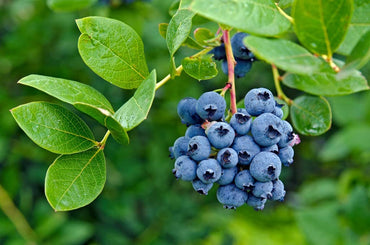 Blueberry Fruit Seeds for Planting Vaccinium Corymbosum berry patch home garden