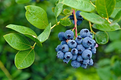 Blueberry Fruit Seeds for Planting Vaccinium Corymbosum berry patch home garden