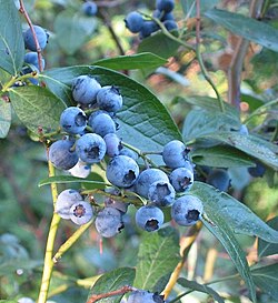 High-Bush Blueberry (Vaccinium corymbosum) Seeds
