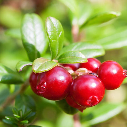 Perennial American Cranberry (Vaccinium macrocarpon) Red Fruit Bush Seeds
