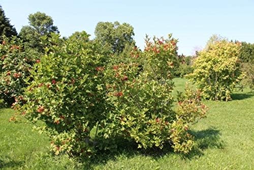 Cranberry Seeds for Planting vegetable patch