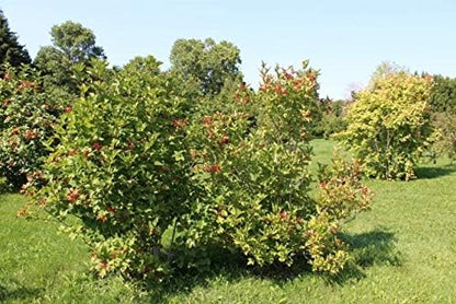 Cranberry Seeds for Planting vegetable patch
