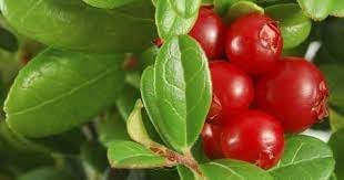 Vaccinium Macrocarpon Planting Fruit Seeds for Tart Berries