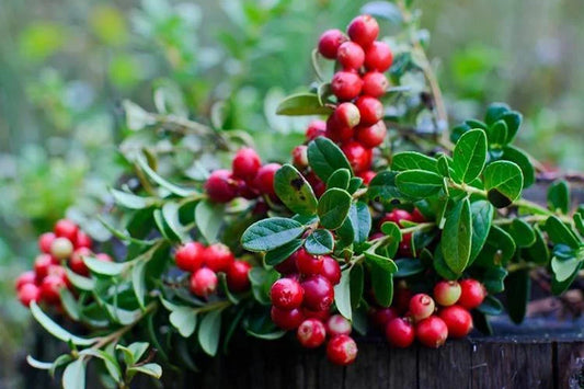 Vaccinium Macrocarpon Planting Fruit Seeds For Tart Berries heirloom non-gmo organic garden seeds
