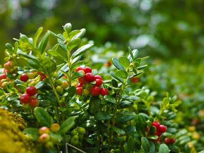 Vaccinium Macrocarpon Planting Fruit Seeds for Tart Berries