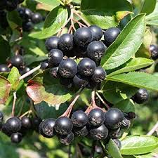 Black Myrtillus Fruit Planting Seeds Pack