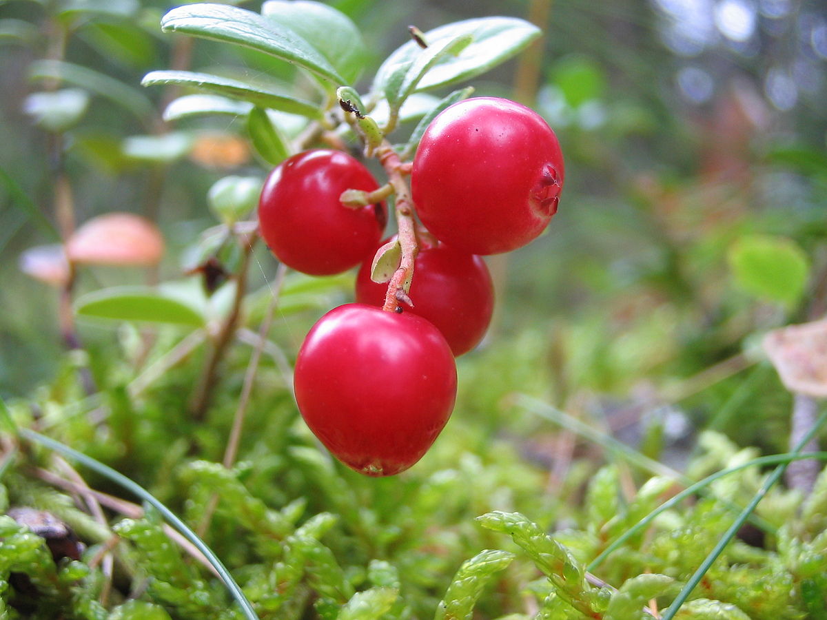 Lingonberry (Vaccinium vitis-idaea) Mountain Cranberry Edible Fruit Dwarf Evergreen Shrub Seeds