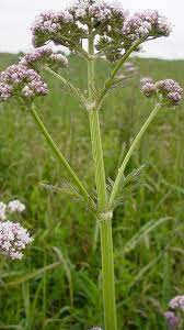 Valerian (Garden Heliotrope / Heal All) (Valeriana officinalis) Herb Flower Seeds