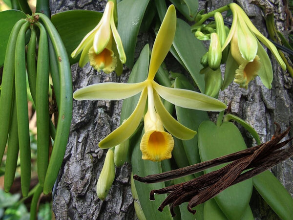 Exotic Vanilla Bean Plant Seeds For Growing Your Own Aromatic Flavor  Organic Garden Seeds – Pure Asia Seeds
