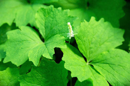 Vanilla Leaf Achlys Triphylla Deer Foot Vanillaleaf Fragrant Foliage White Shade Groundcover Flower Seeds heirloom non-gmo organic garden seeds