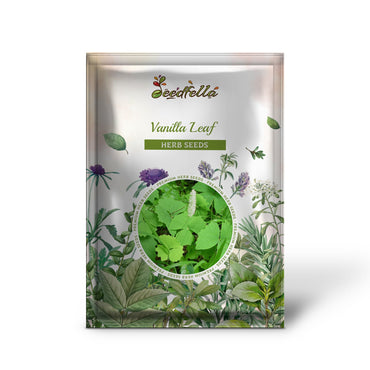 Vanilla Leaf (Achlys triphylla) Deer Foot Vanillaleaf Fragrant Foliage White Shade Groundcover Flower Seeds