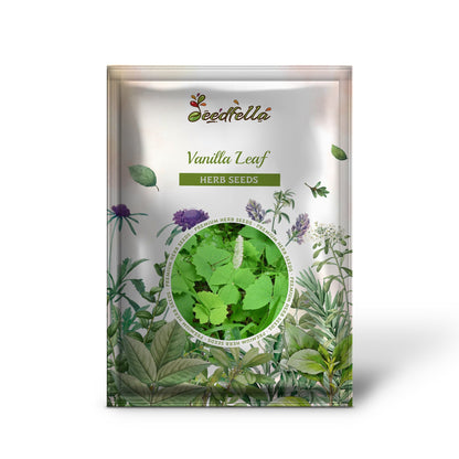 Vanilla Leaf (Achlys triphylla) Deer Foot Vanillaleaf Fragrant Foliage White Shade Groundcover Flower Seeds