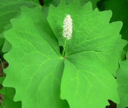 Vanilla Leaf (Achlys triphylla) Deer Foot Vanillaleaf Fragrant Foliage White Shade Groundcover Flower Seeds